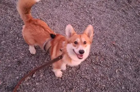 Пропала собака на ул. Артёма, Курск