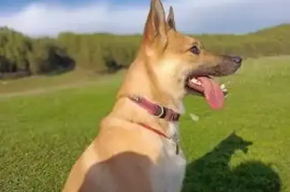 Пропала собака, Свердловская ул., Каменск