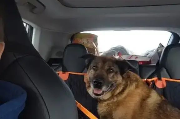 Собаки потеряшки, , фото: Потеряшка собака на Тепличной, 6, Пригородное