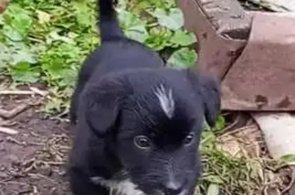 Собака найдена в Орле, Орловская обл.