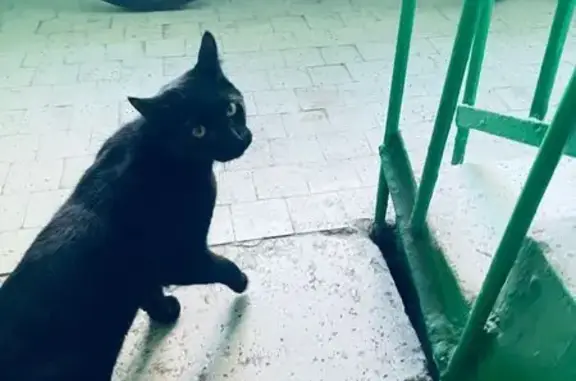 Пропала кошка, ул. Октябрьской Революции, 205