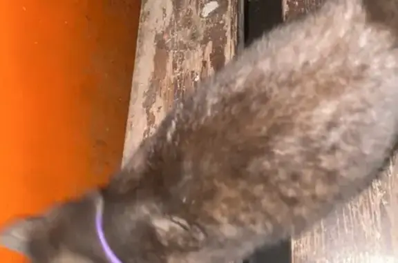 Найдена кошка, Уфа, фото: Кошка найдена, Сипайловская ул., Уфа