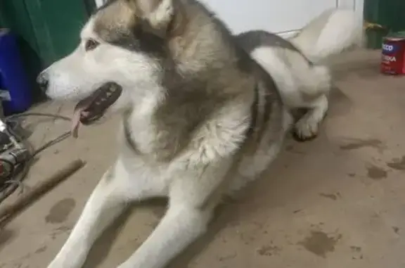 Найдена собака, Курск, фото: Собака найдена: Сумская ул., Курск