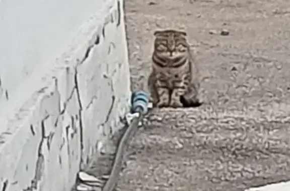 Найдена кошка, Саратовская область, фото: Кошка найдена в Приволжском, Саратовская обл.