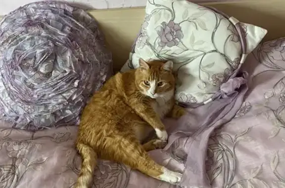 Пропал кот Рыжик, ул. Промзона 185, Ржавка