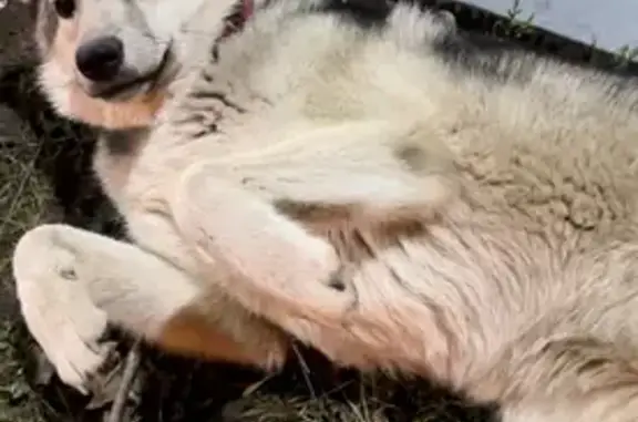 Собака у заправки, ул. Автомобилистов 12А