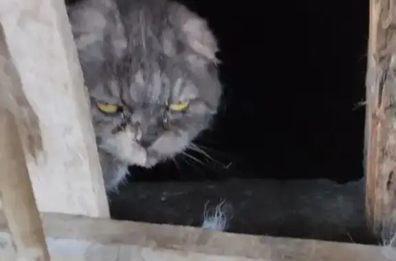 Найдена кошка, , фото: Кошка найдена, ул. Сухаренко, Дзержинск