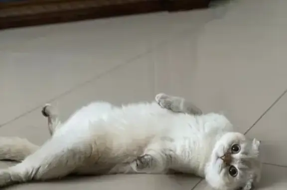 Пропала кошка, Северно-Кольцевая ул.