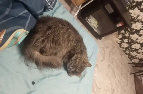 Пропала кошка, Заречный, Свердловская обл.