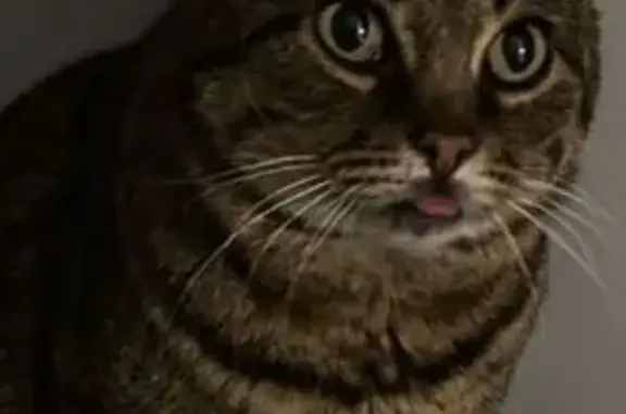 Найдена кошка, , фото: Кошка найдена: Краснофлотская наб., 24