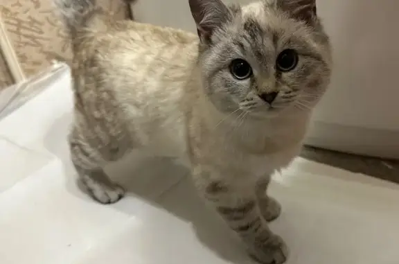 Найдена кошка, Омск, фото: Кошка найдена: ул. Кошевого, 10, Омск