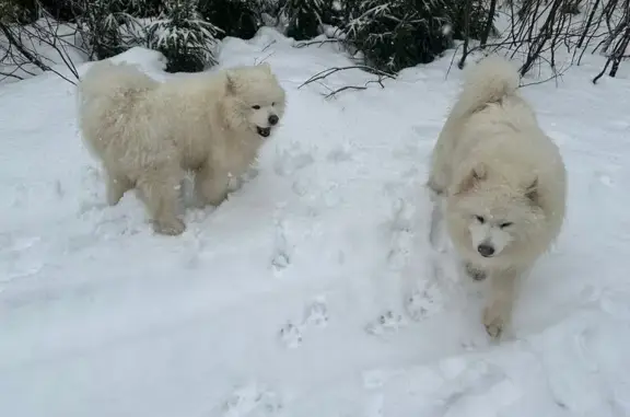 Пропала собака, Первомайское, Черничная 1А