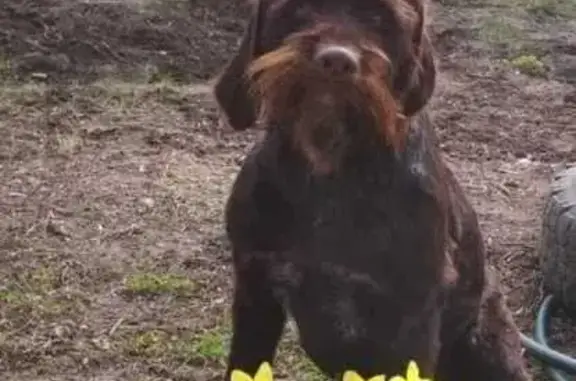 Пропала собака, Метеоритный пер., 9, Гулькевичи