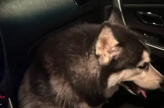 Найдена собака, Санкт-Петербург, фото: Собака найдена: ул. Говорова, 29Ю, СПб