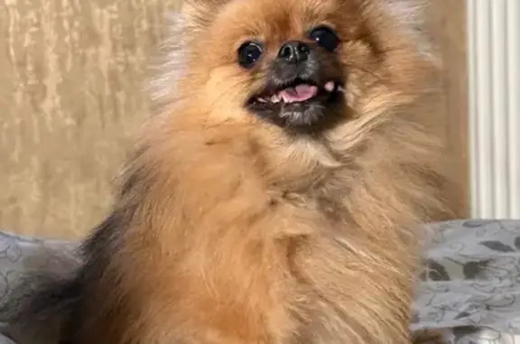 Собаки потеряшки, , фото: Потеряшка собака у дома Кривенкова, 13а