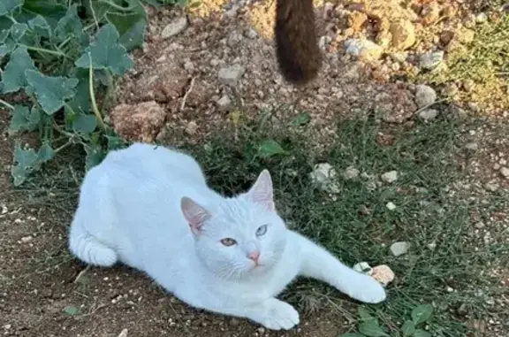 Кошки потеряшки, Севастополь, фото: Потеряшка кошка, ул. Челнокова 17/22, Севастополь