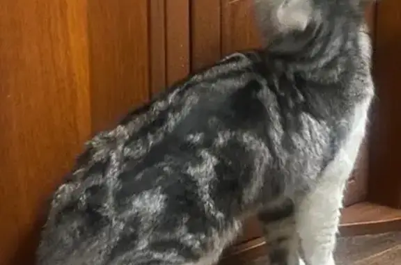 Найдена кошка, Нижний Новгород, фото: Кошка найдена: ул. Героев Космоса, 34