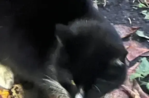 Найдена кошка, Санкт-Петербург, фото: Кошка найдена: ул. Ивана Черных, 9, СПб