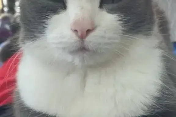 Кошки потеряшки, Тюмень, фото: Потеряшка кошка, Гимнастический пр., 8, Тюмень