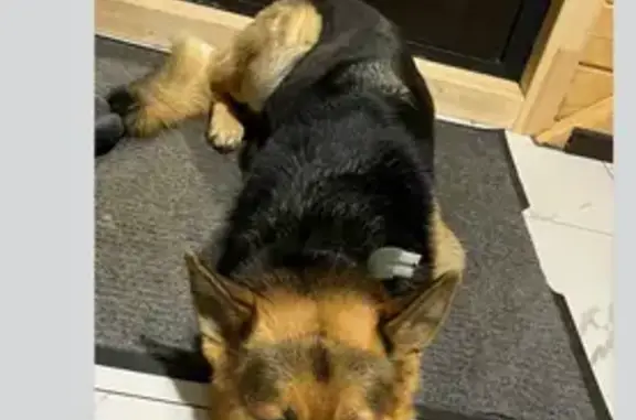 Собаки потеряшки, Костромская область, фото: Потеряшка собака в Костроме, 89536624353