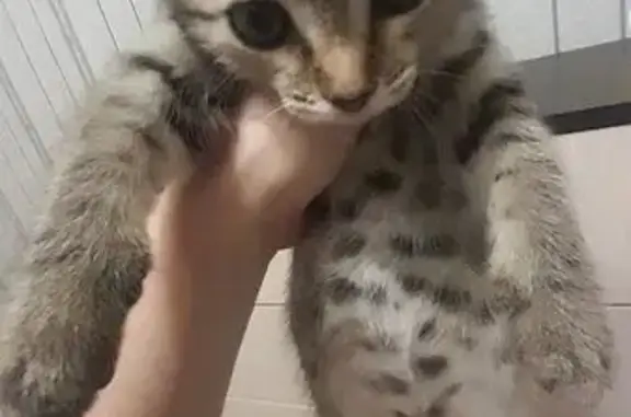 Найдена кошка, Брянск, фото: Найдена кошка, ул. Профсоюзов, 24