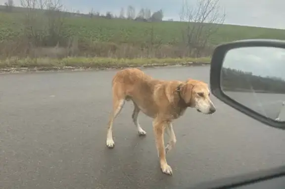 Собака найдена у трассы 42К-608, Боринское