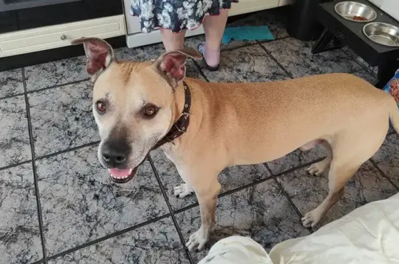 Пропала собака в Шишовке, МО