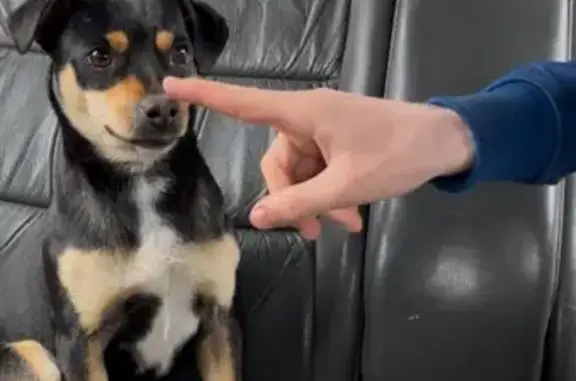 Пропала собака, Краснодарская 9, Энгельс