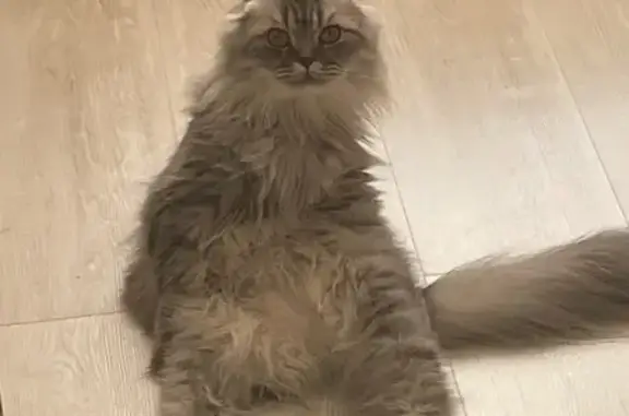 Пропала кошка Мирка, Запрудня МО