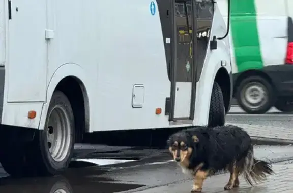 Найдена собака, , фото: Собака найдена у Эпик пиццы, Волоколамское ш., 88