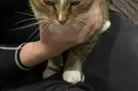 Пропала кошка, ул. Связи 8, Рязань