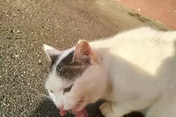 Найдена кошка, Саратов, фото: Кошка найдена: 2-й Совхозный пр., 36А