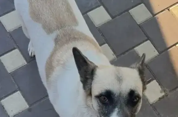 Собаки потеряшки, Волгоград, фото: Потеряшка собака, Сходненская 10, Волгоград