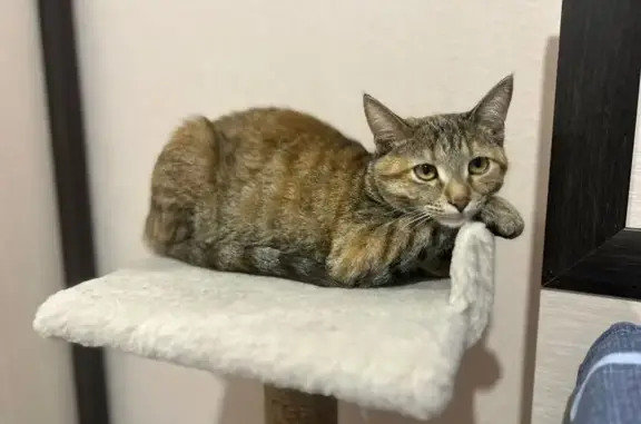 Кошки потеряшки, Пенза, фото: Потеряшка рыжая кошка, Комсомольская 34 к4