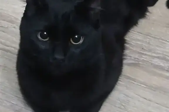 Пропала кошка, ул. Мира, 78, Пермь