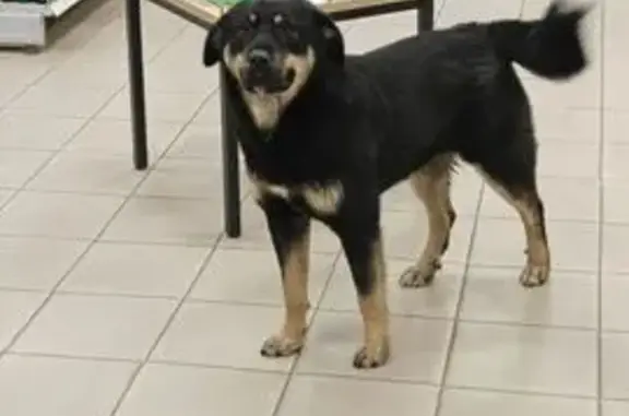 Найдена собака, Московская область, фото: Собака найдена у АЗС Лукойл, Спас-Заулок