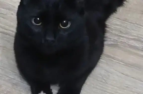 Пропала кошка, ул. Мира, 78, Пермь