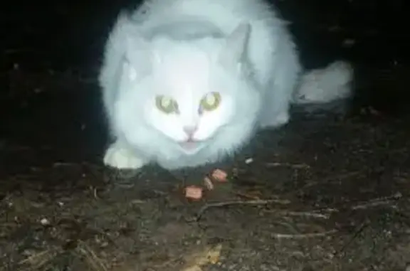 Найдена кошка, Электросталь, фото: Найдена белая кошка, ул. Мира, 30.