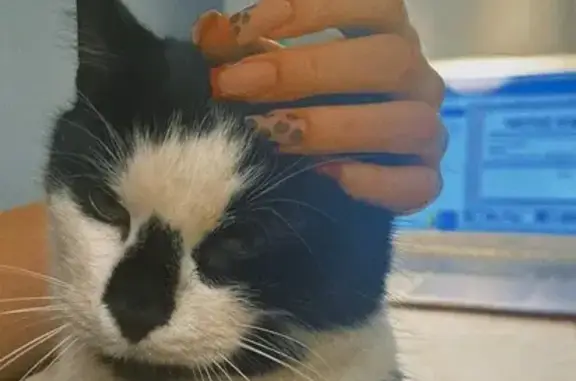 Пропала кошка, Стародеревенская 19 к4