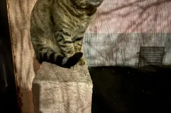 Найдена кошка, Пенза, фото: Кошка найдена, ул. Терновского, 154