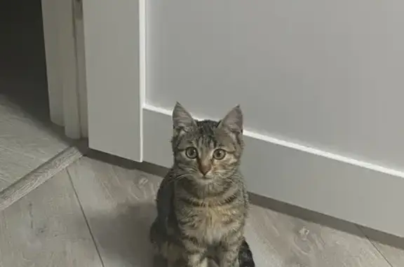 Пропала кошка, Пролетарская ул., Калуга