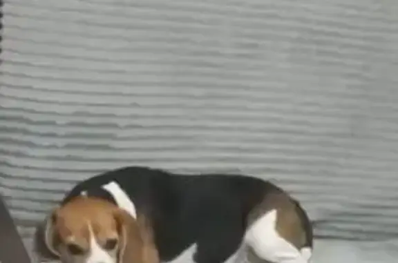 Пропала бигль Альма, ул. Ковыльная, 86