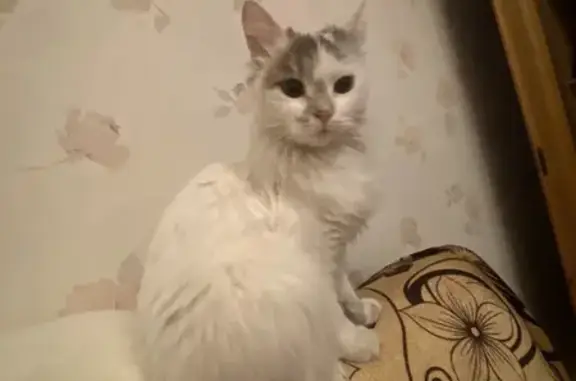 Найдена собака, Оренбург, фото: Собака найдена, ул. Монтажников 4, Оренбург