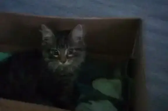 Кошки потеряшки, Патрушева, фото: Потеряшка кошка, ул. Гоголя, 1, Патрушева