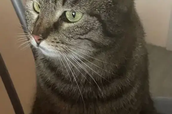 Пропала кошка, Индустриальная 17, Северодвинск