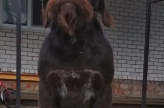 Пропала собака в Гулькевичах, Краснодарский край