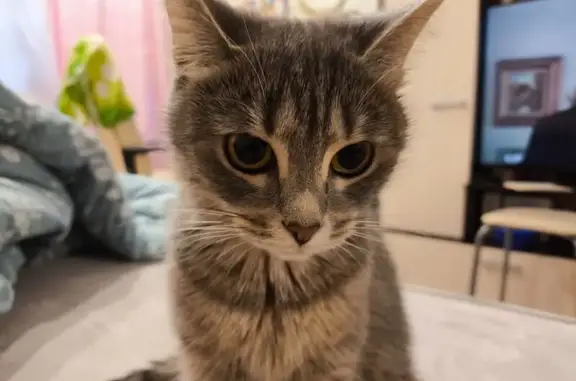 Кошки потеряшки, Череповец, фото: Потеряшка кошка, пр. Победы 155, Череповец