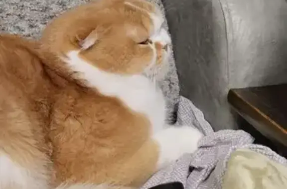 Пропала кошка, Дворцовая пл., СПб