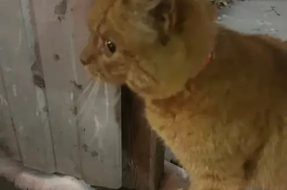 Найденные животные Петрозаводск, фото: Кошка найдена у Вечного огня, Ленина 22А