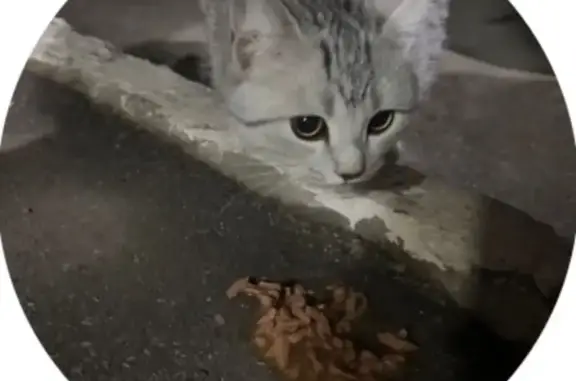 Найдена кошка, Самара, фото: Британская кошка найдена на Пушкина, 229